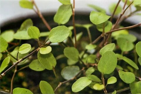 Листья мюленбекии