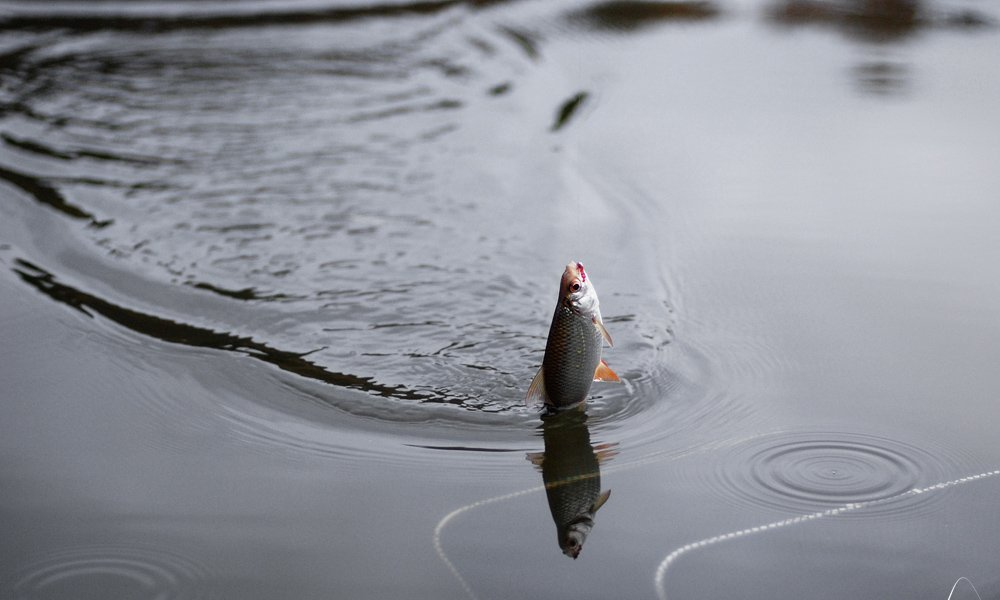 Фото с айта: https://www.fishingsib.ru/files/image/poplav/1328985809_4.jpg