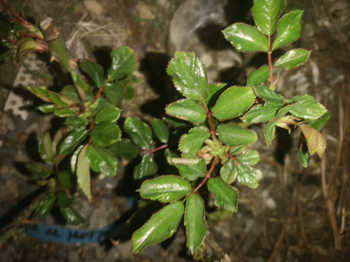 Это с зелёными побегами