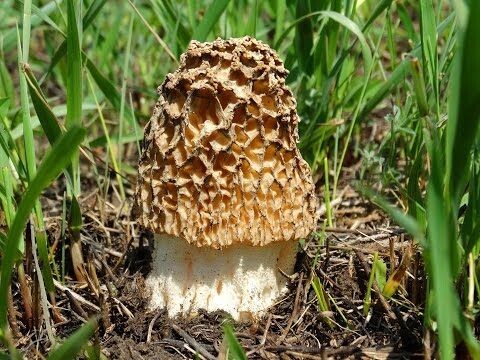 Сморчок степной (Morchella steppicola).