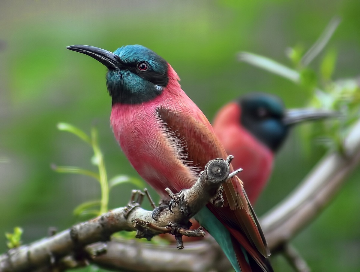 Нубийская щурка. Фото взято из открытого источника Яндекс Картинки.