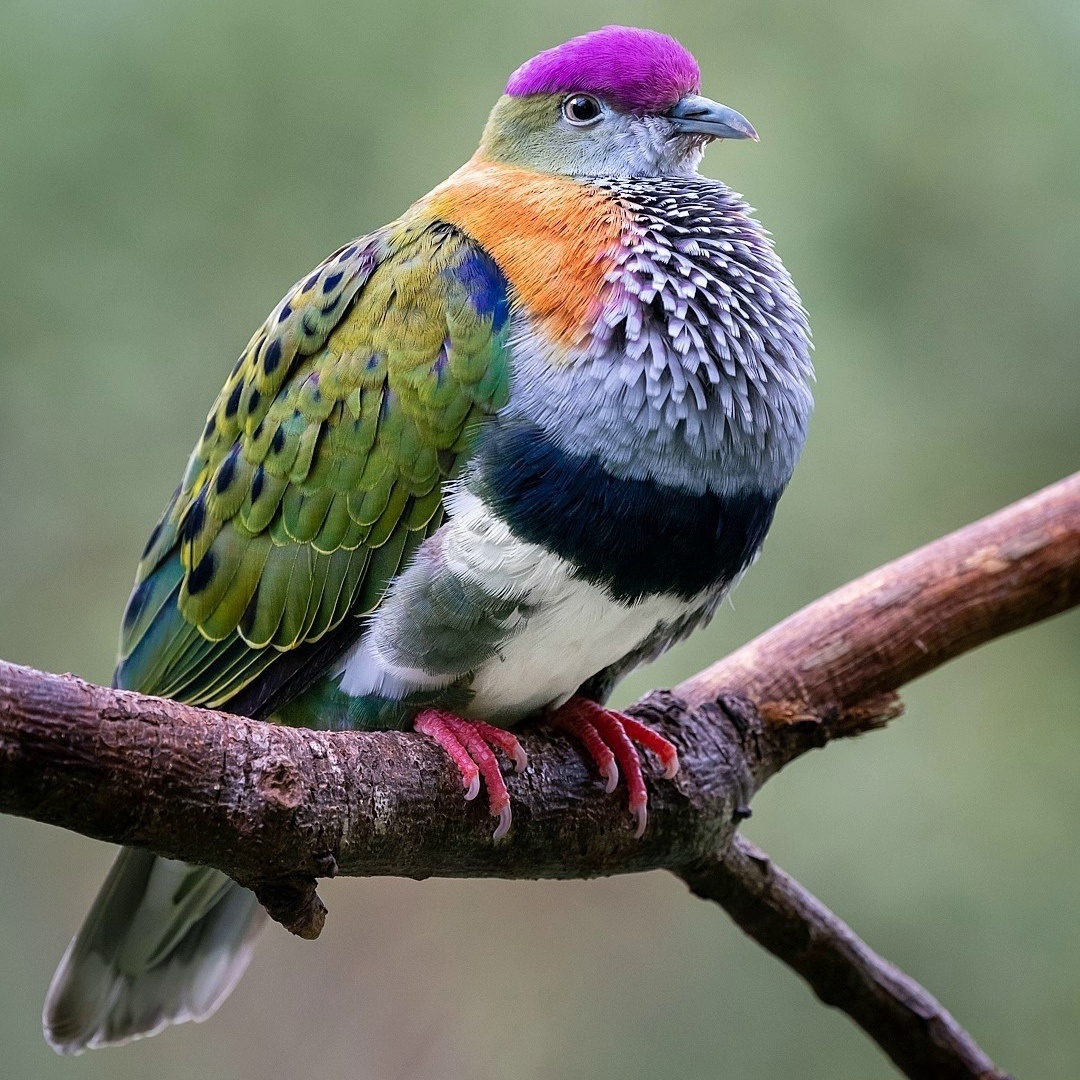 Великолепный пестрый голубь. Фото взято из открытого источника Яндекс Картинки.