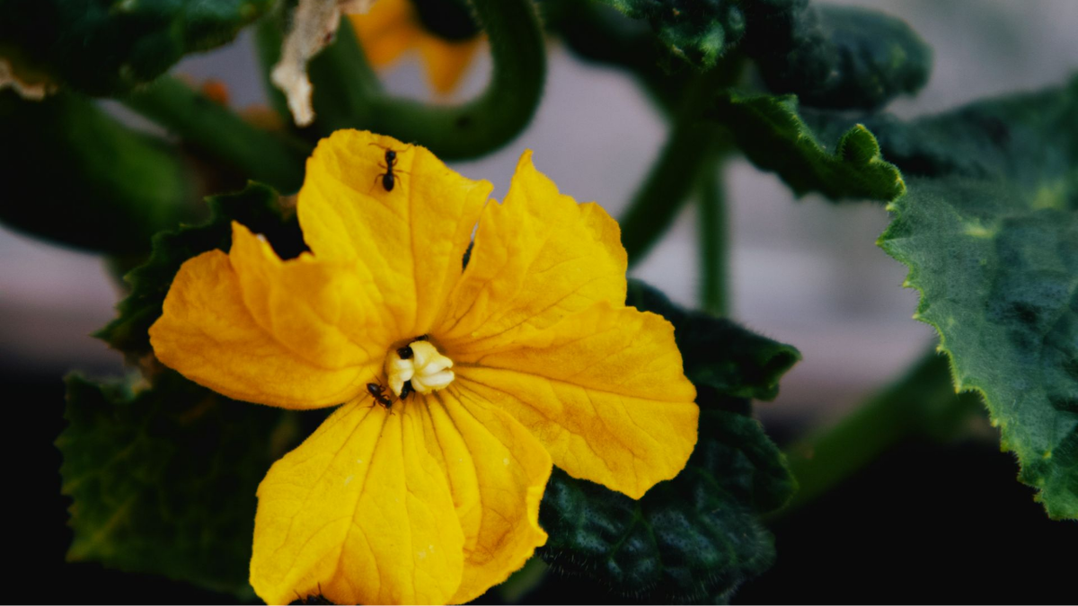 Как спасти огурцы и помидоры от распространенных болезней