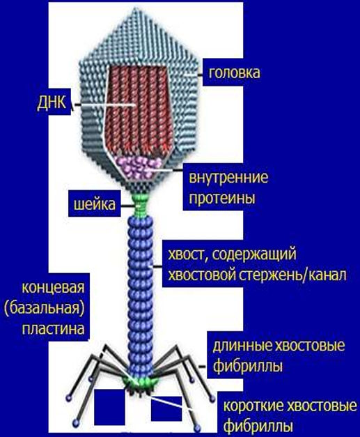 обычное фото структуры и его электронная микроскопия