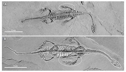 Окаменелости гуйчжоузавра.