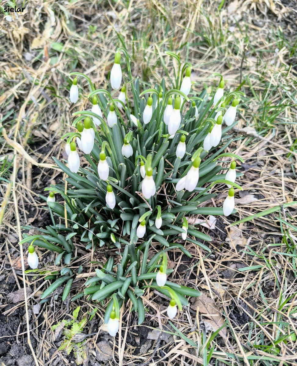 Невероятно красивые и нежные цветочки.