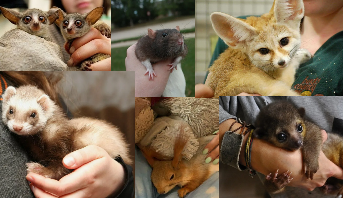 Кого только не держат дома, коллаж из фото с просторов сети