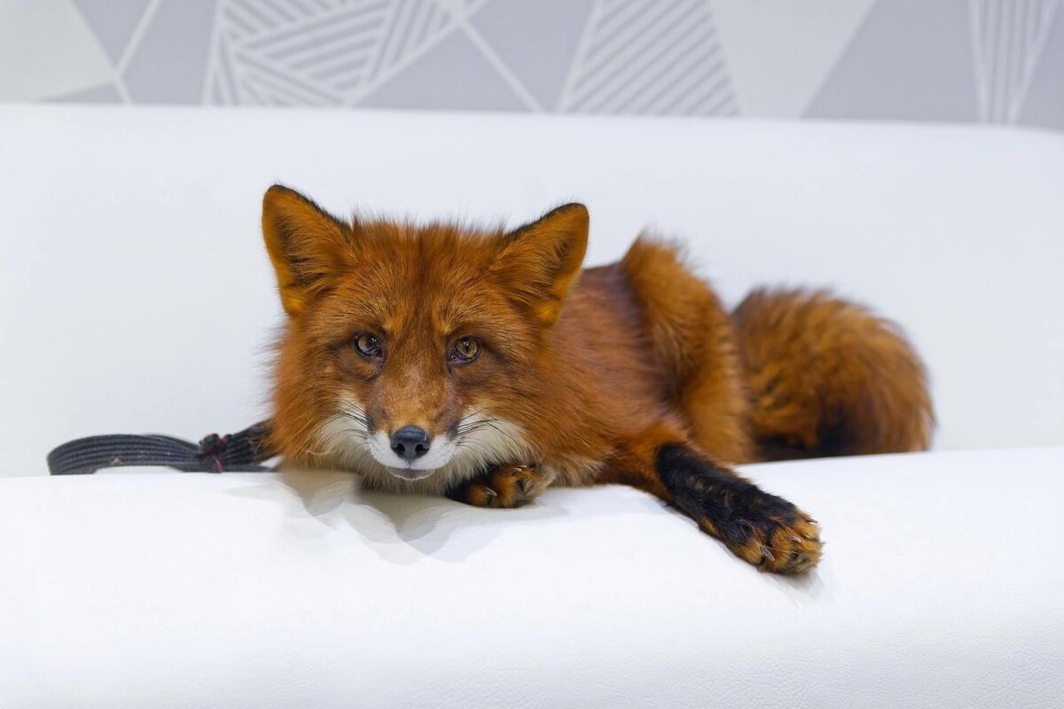 Фото предоставлено питомником «Лисья семья»