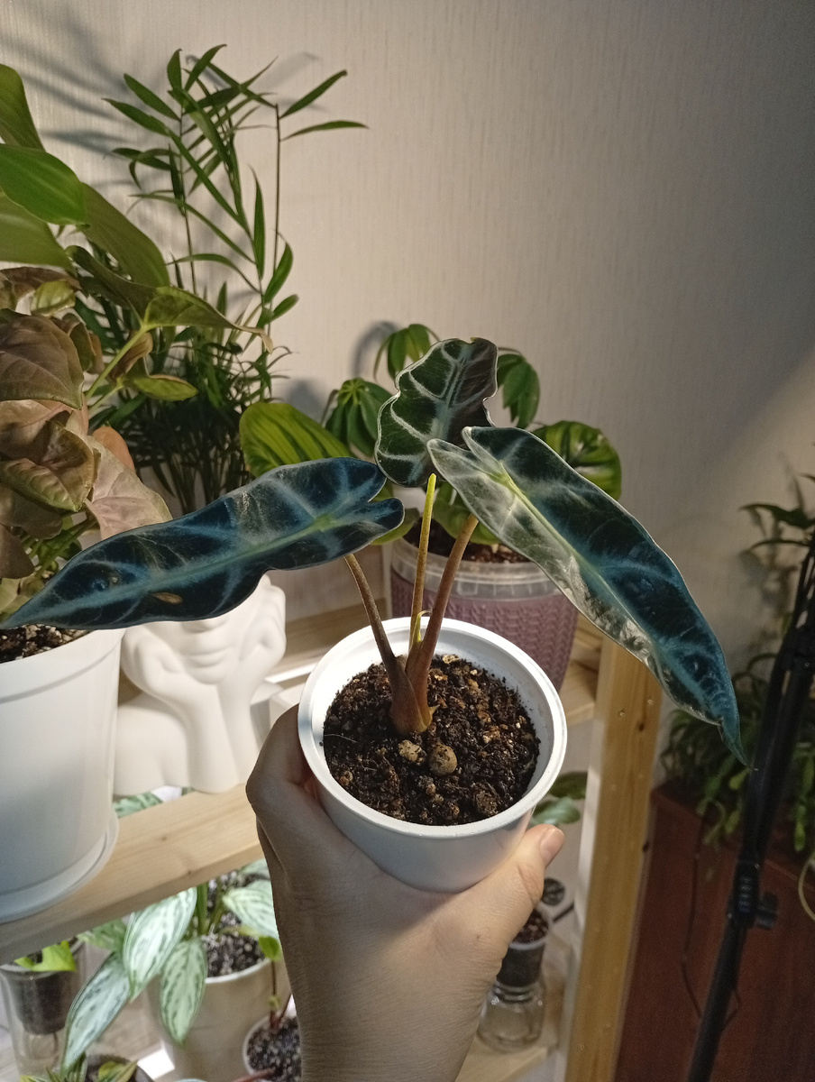 Алоказия "Бамбино"