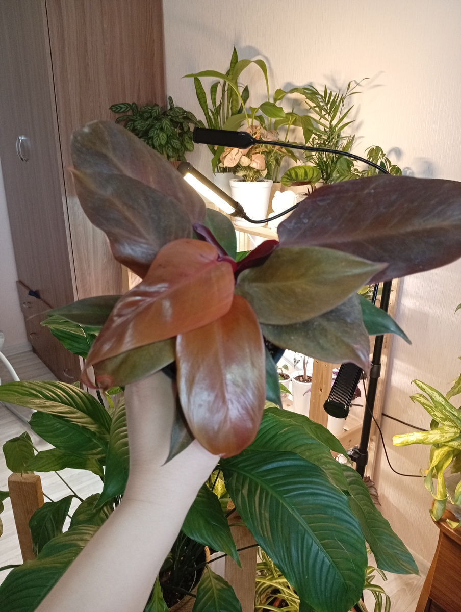 Филодендрон "Санлайт"