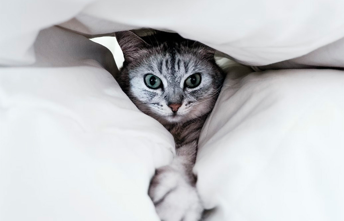 Как заработать на кошках?