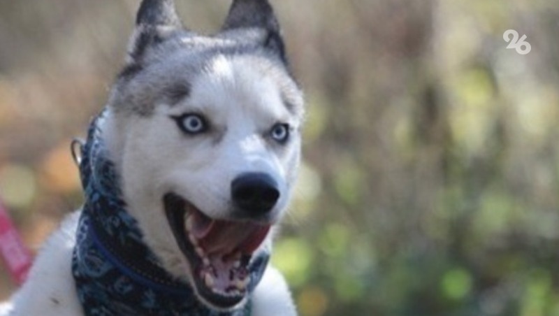      Фото: ИА «Победа26»