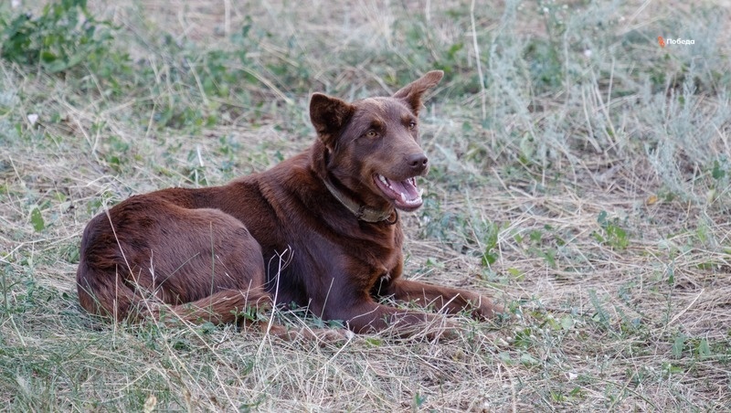      Фото: ИА «Победа26»
