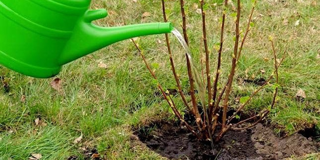 Две весенние подкормки ягодных кустарников: основные моменты