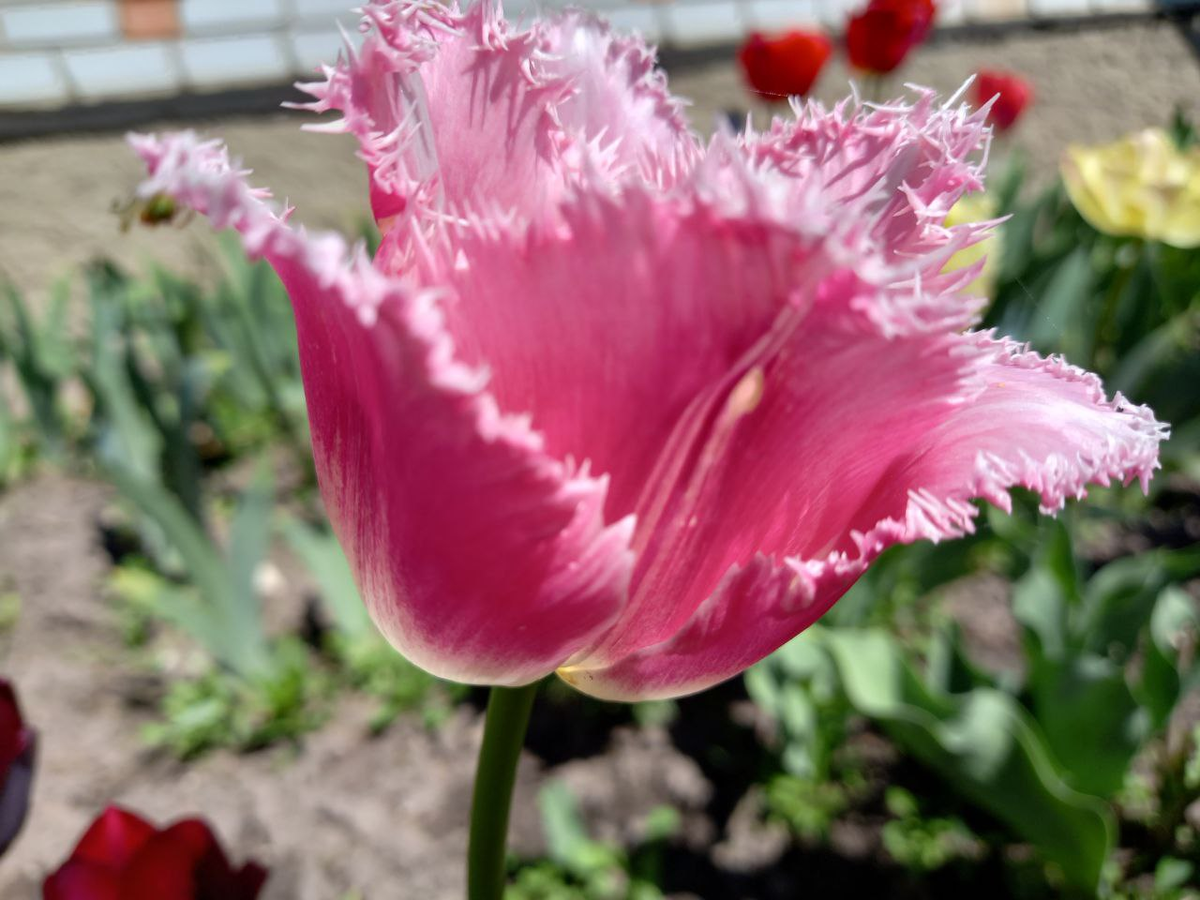 Фото автора. Тюльпаны прошлой весны.