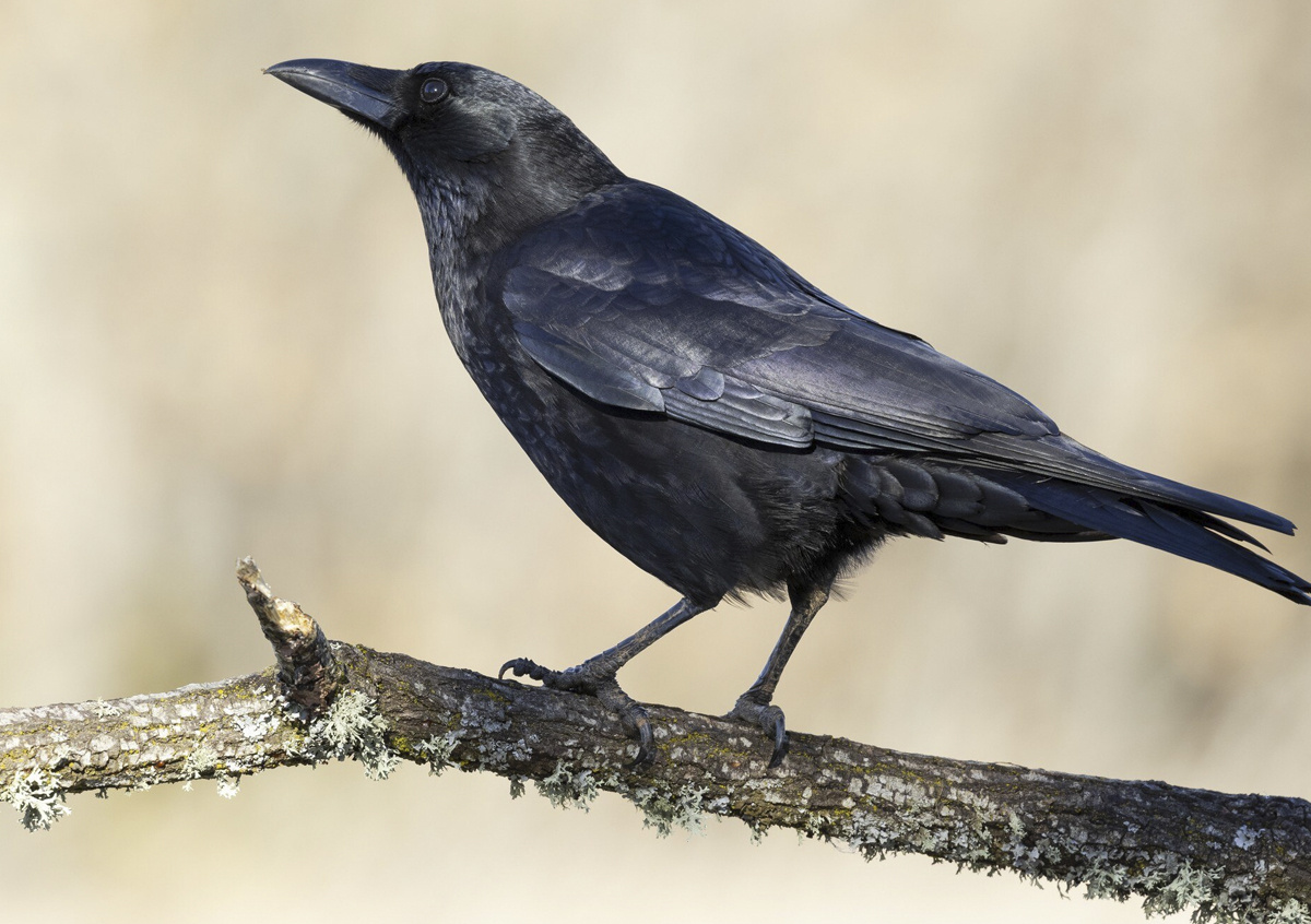Фото © «Московская газета»