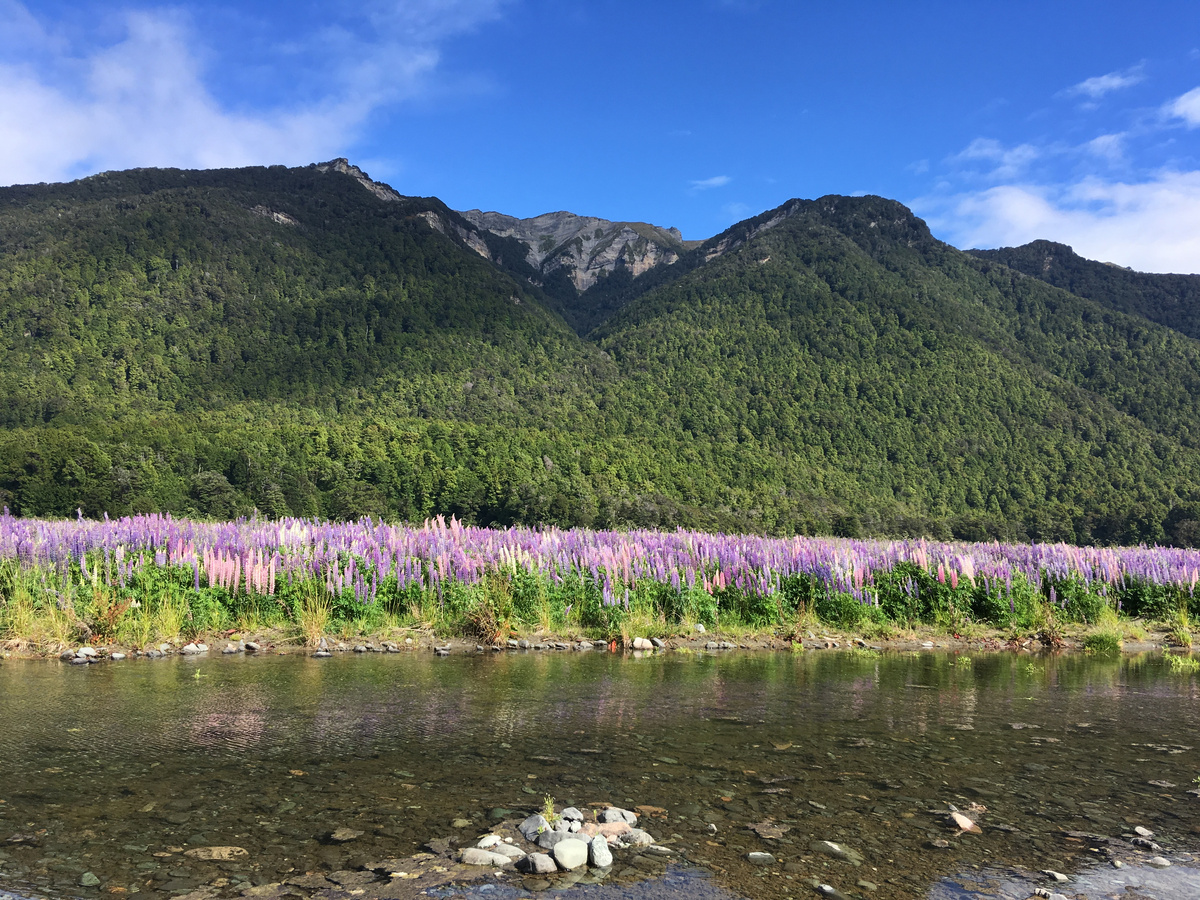 Целое поле люпинов! Розовые, фиолетовые, белые... они разливаются по полю будто ещё одна река, обрамляя силуэты гор.
