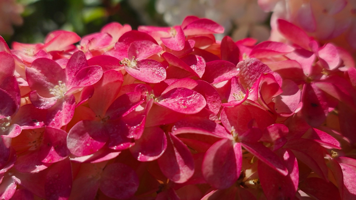 Куик Фаер Фэб. 30 сентября