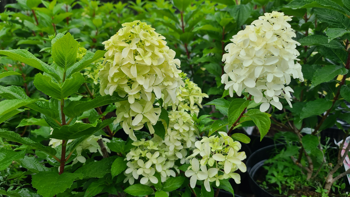 15 июля. Метелки раскрываются и меняют цвет с лаймового до белоснежного