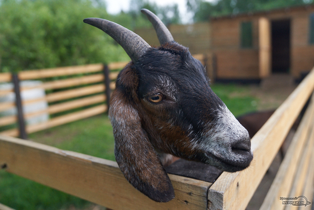    Фото: Лидия Аникина © ИА «Уральский меридиан»