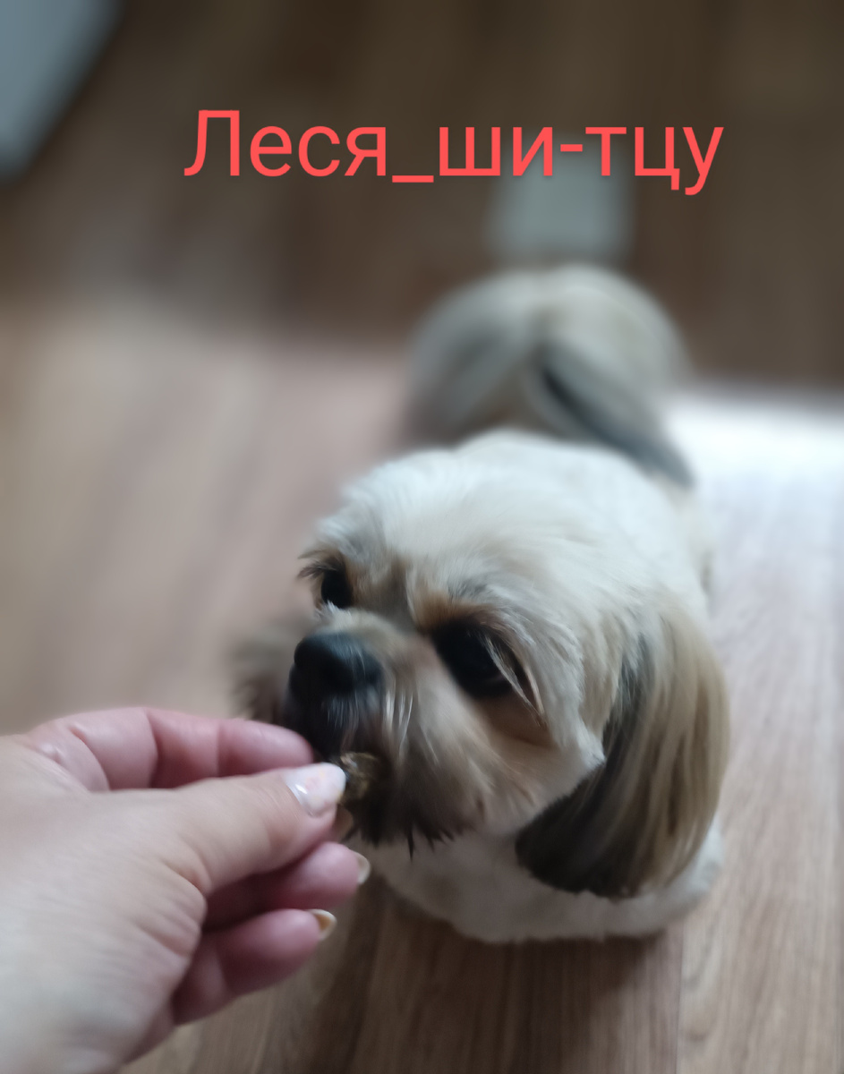 Лакомства для собаки