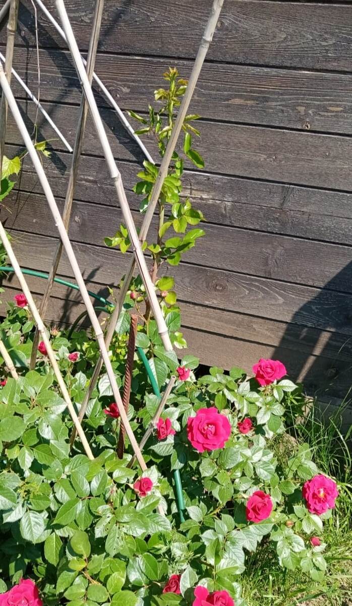 Кримсон Глори. Без укрытий ,подкормок и опрыскиваний.... Как и все розы. Вторая половина июня.