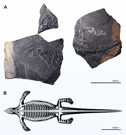 Части скелета (А) и реконструкция (В).