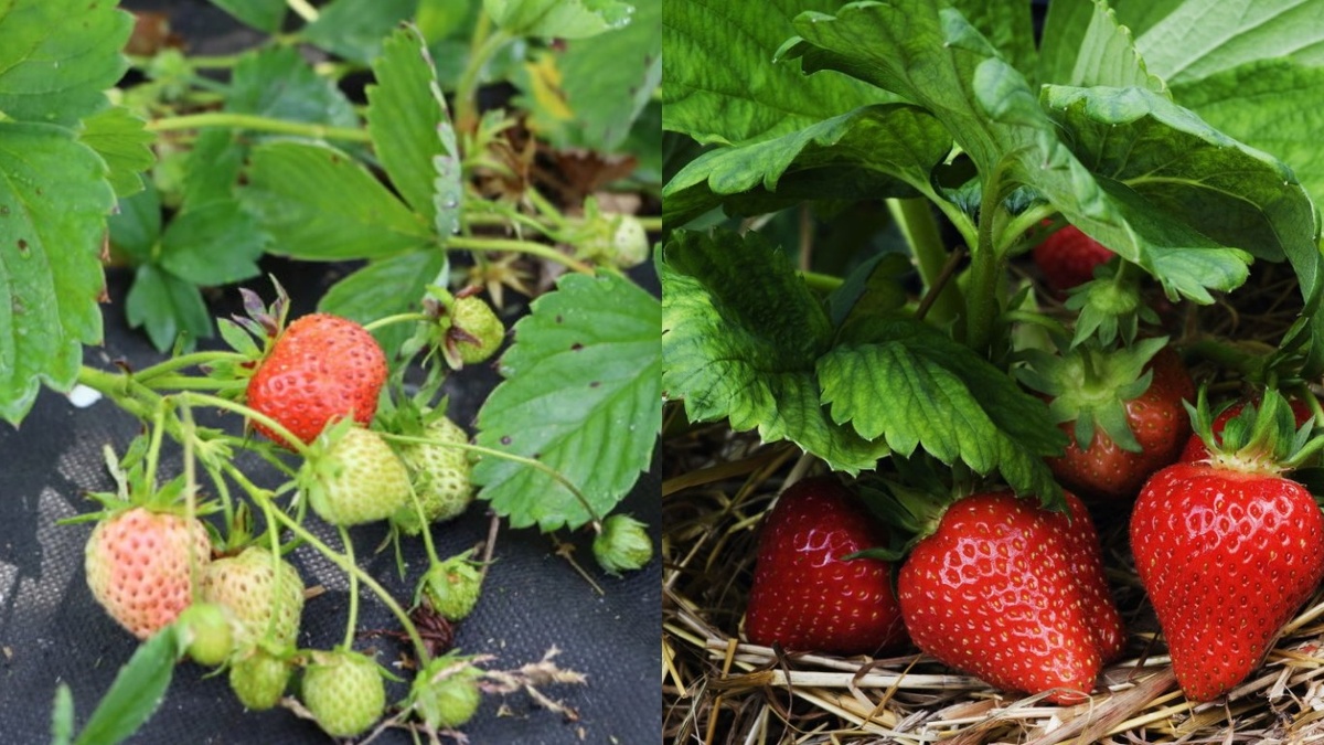 Результат омоложения садовой клубники через 21 день после обработки. Слева - старый куст, справа - омоложенный