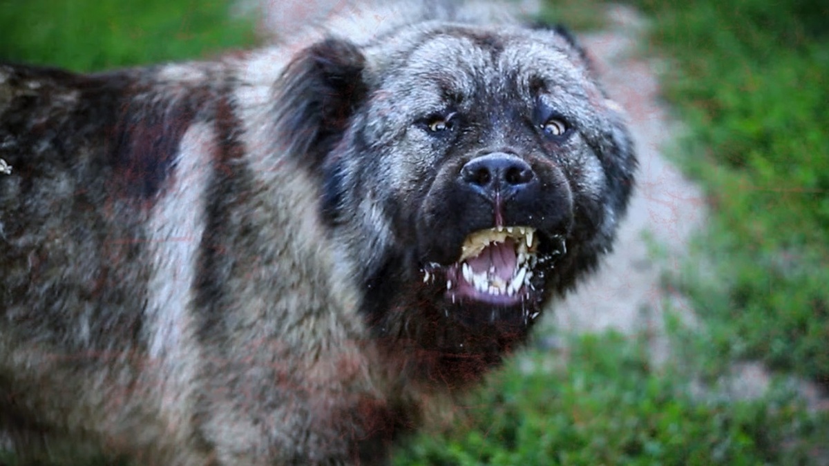 Кавказская овчарка: ночной и дневной кошмар всех соседей. Собака, которую не стоит заводить. (Кофейные мысли) 