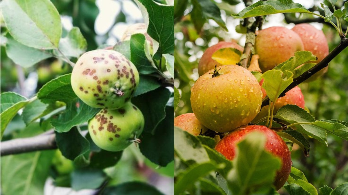 Разница между плодами очевидна - слева яблоко до применения метода, справа - после