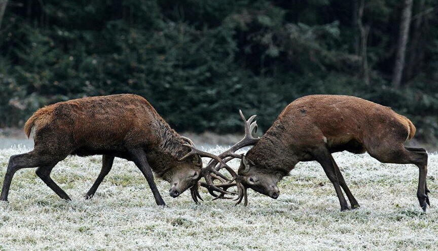 Из открытого доступа.