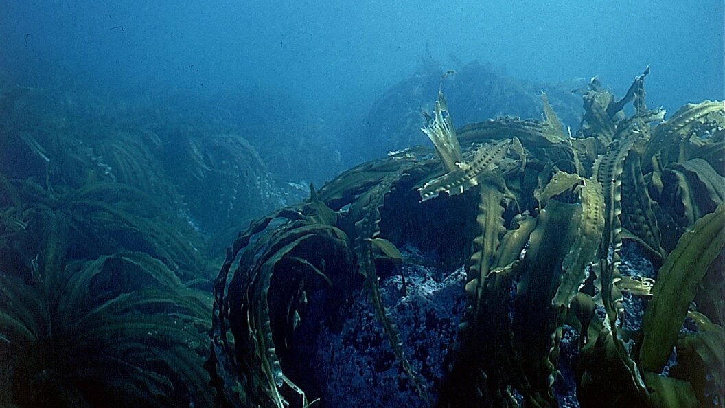    Leonid Dubeykovskyi/Russian Look/Globallookpress