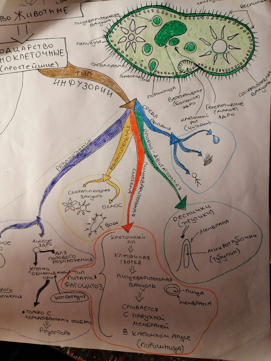 Кусочек интеллект-карты по простейшим в рамках подготовки к ОГЭ. 