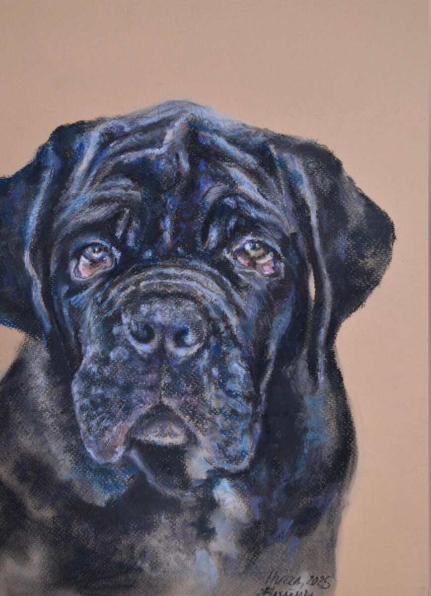 Мастино неаполитано Нигга.