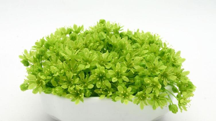    Весеннее равноденствие, или Когда наступает Новолетие? Фото: zolwiks Shutterstock.com