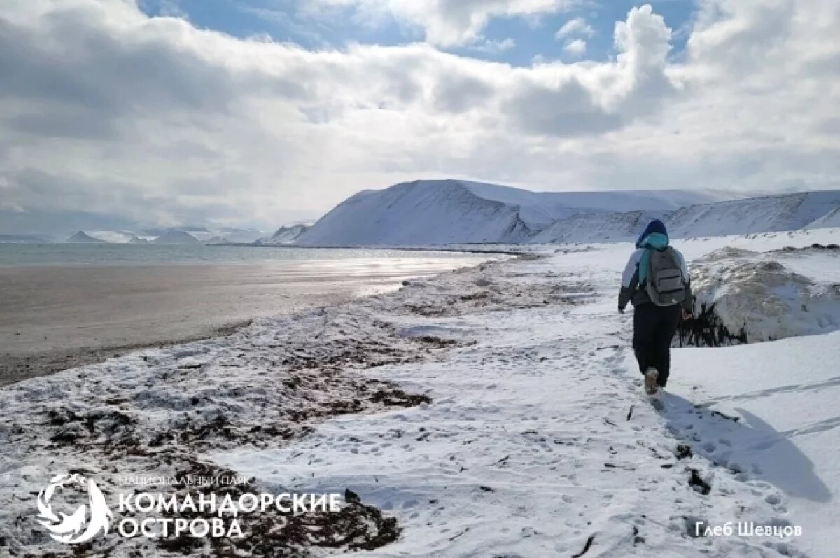    На Камчатке госинспекторы нашли на острове Беринга кости морской коровы