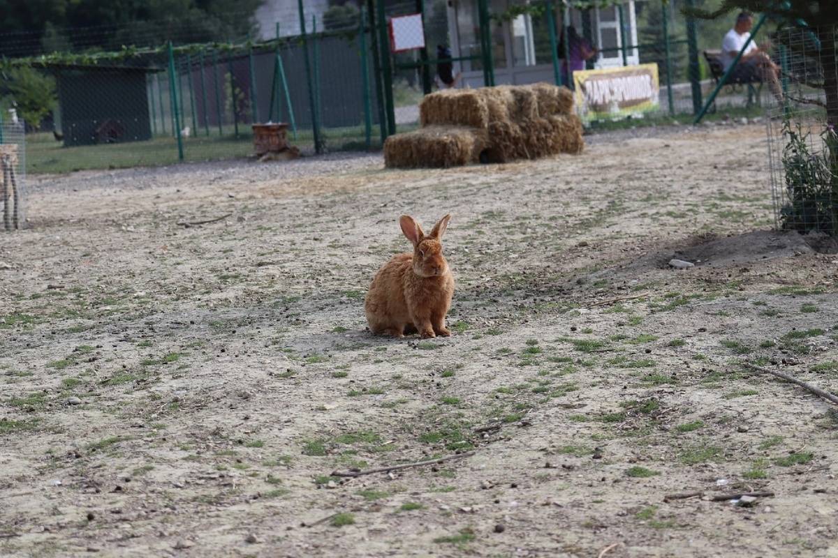 Ориби Каммпирр - Развеял мглу © Copyright: Ориби Каммпирр