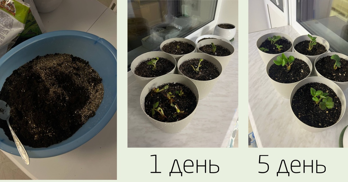 Первые 5 дней динамика роста была очень заметная, вам будет интересно наблюдать буквально по часам за ростом листьев. 