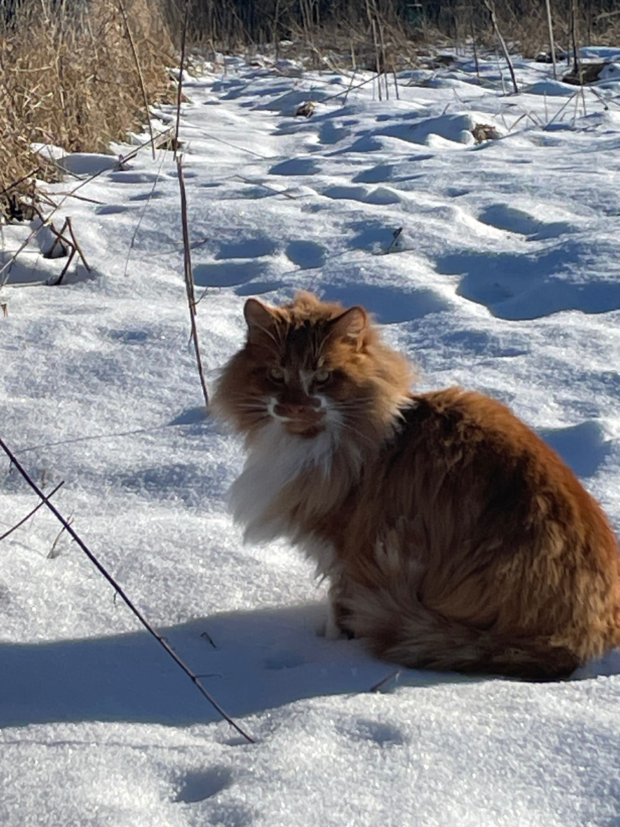 Фото автора «Красоты природы и просто жизнь в деревне»