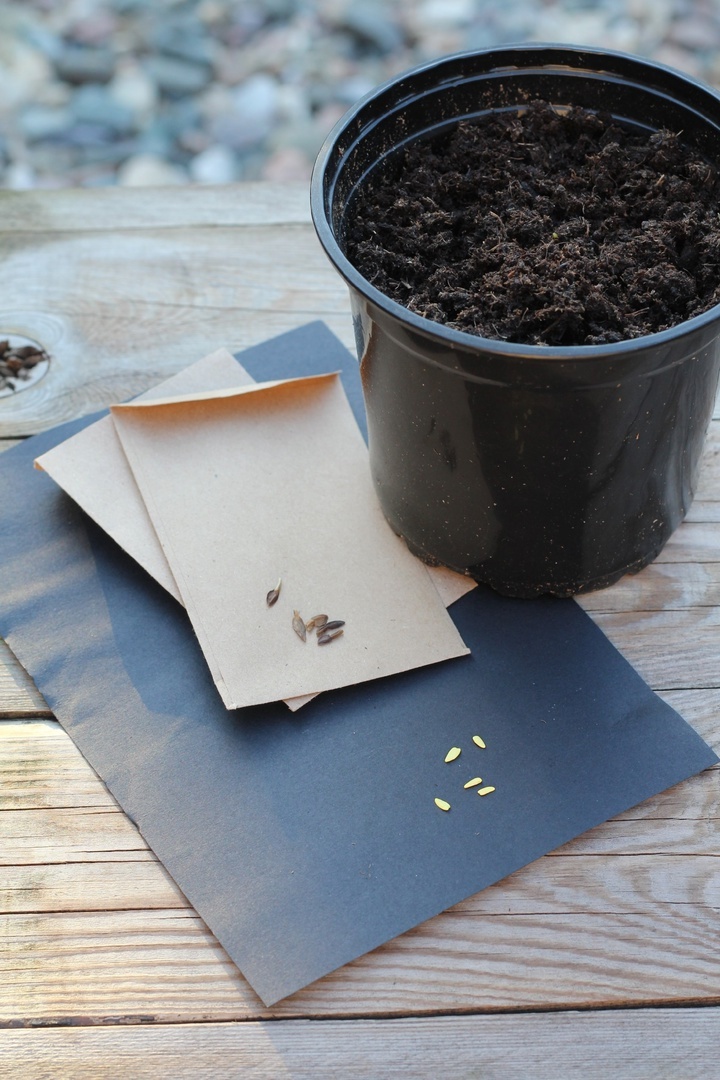 2. Пора сеять цинии. Я открыла свои бесценные пакетики, полученные с цветочной фермы Флорет