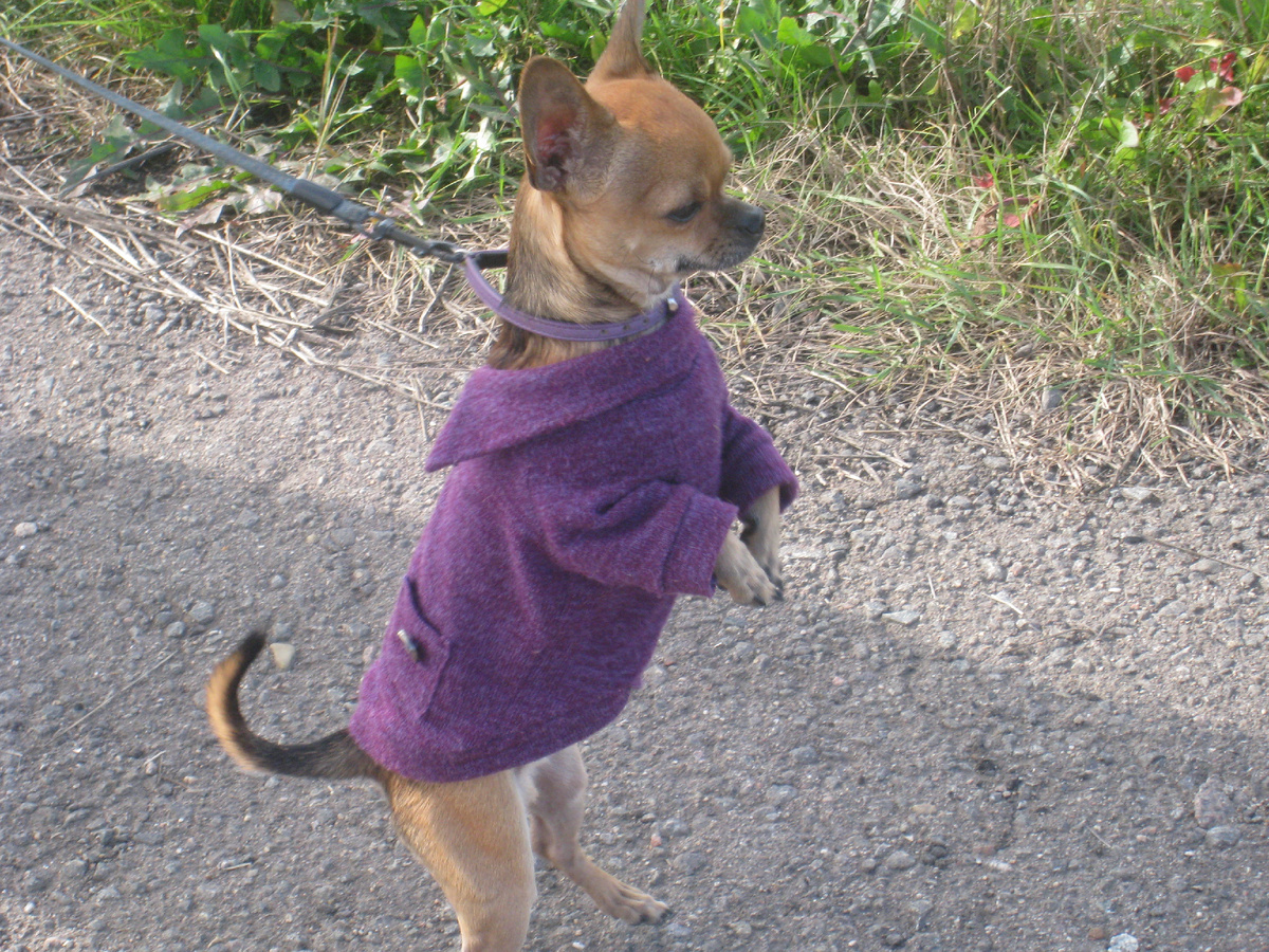 Чилик изображает из себя суриката