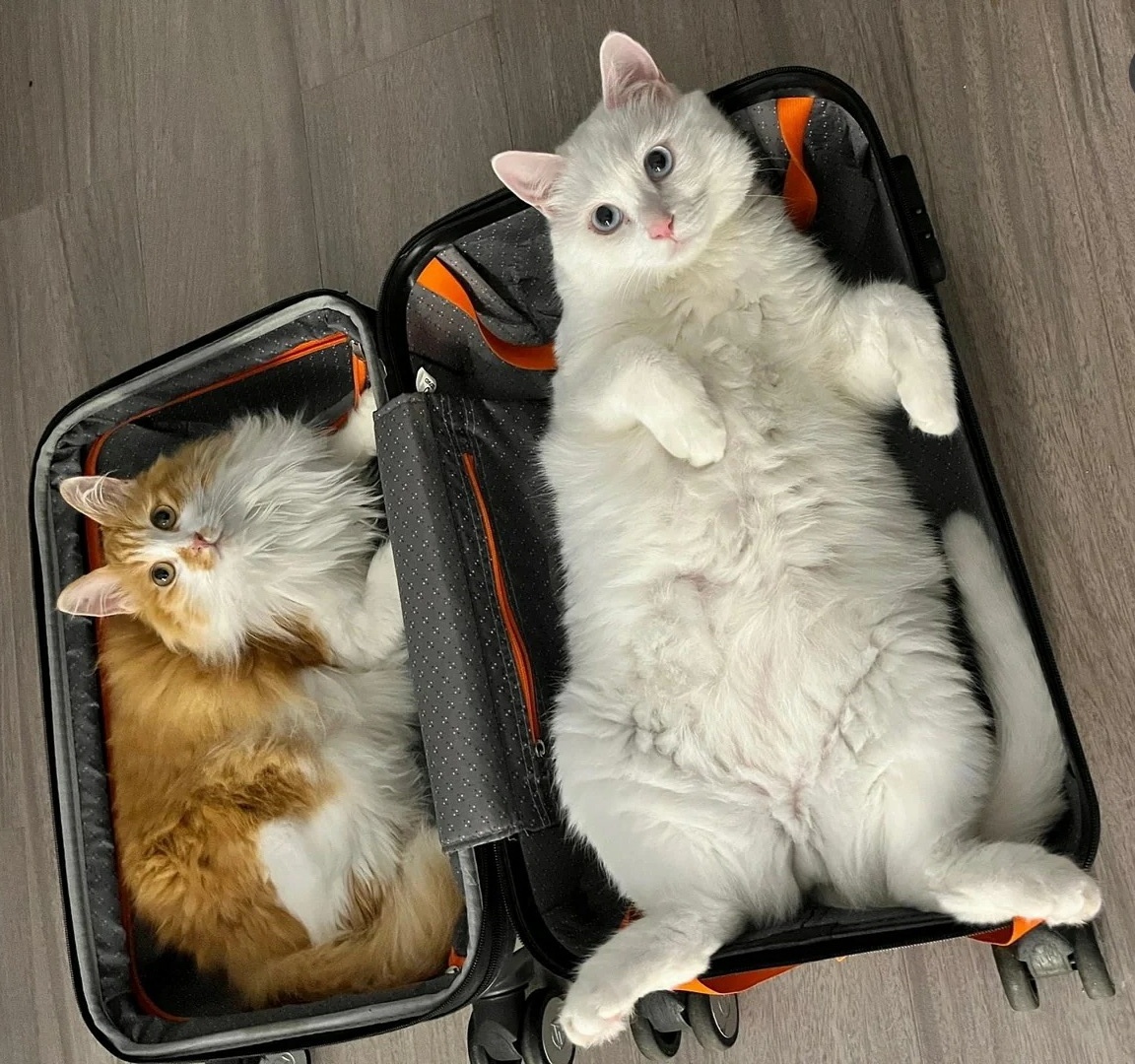 Реклама. ООО "Дубльгис", ИНН 5405276278. erid: 2Vtzqv8hV1A; erid: 2VtzqxEFo9a