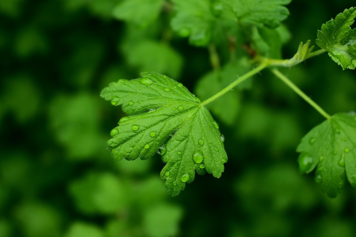  Алексей Громов с сайта Pixabay