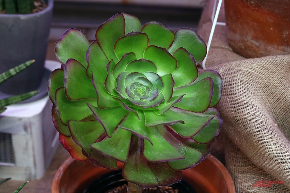    Фото:  АиФ/ Игорь Харитонов