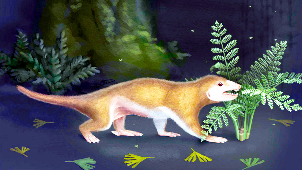 А вот рыжие наземные зверьки, да ещё с белым животом — чистая фантазия художника. Не было там рыжих.