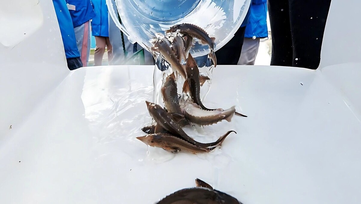     Источник: Росрыболовство