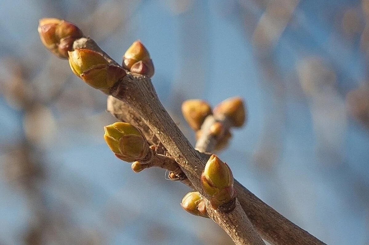    С древности весеннее равноденствие считали встречей зимы и весны.