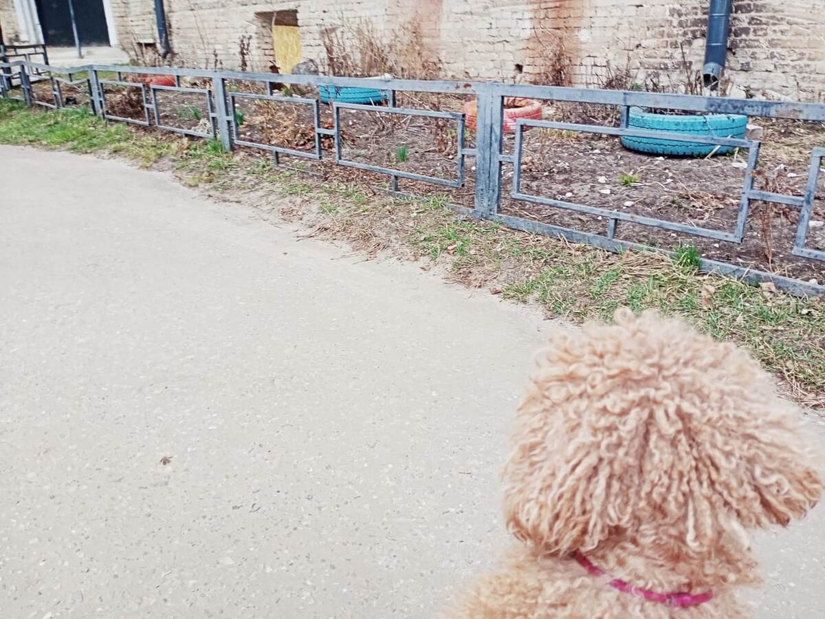 Найди кота.