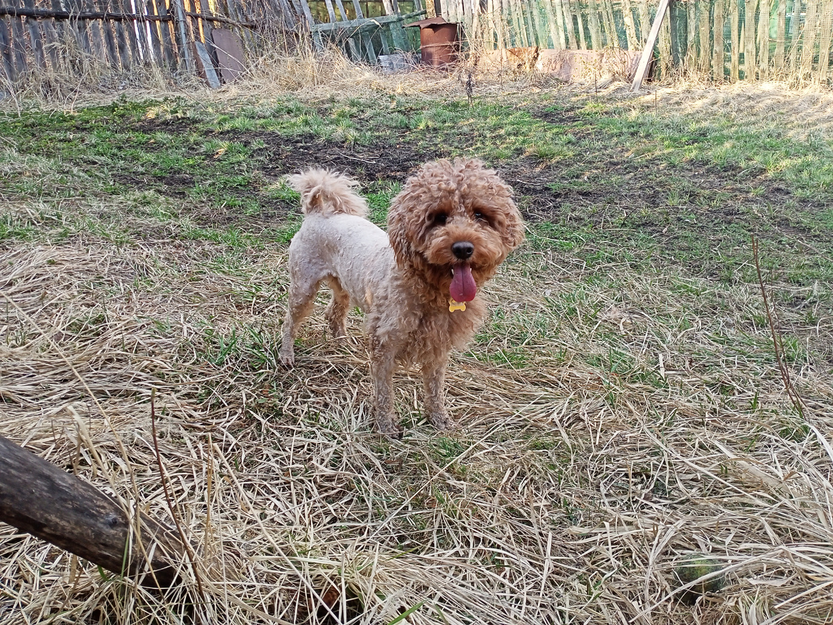 Румпель: - Шубу верни!