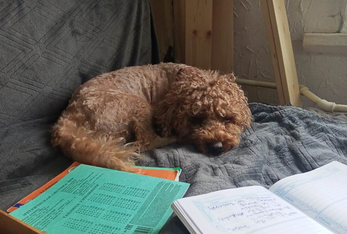 Румпель: - Пошли гулять.